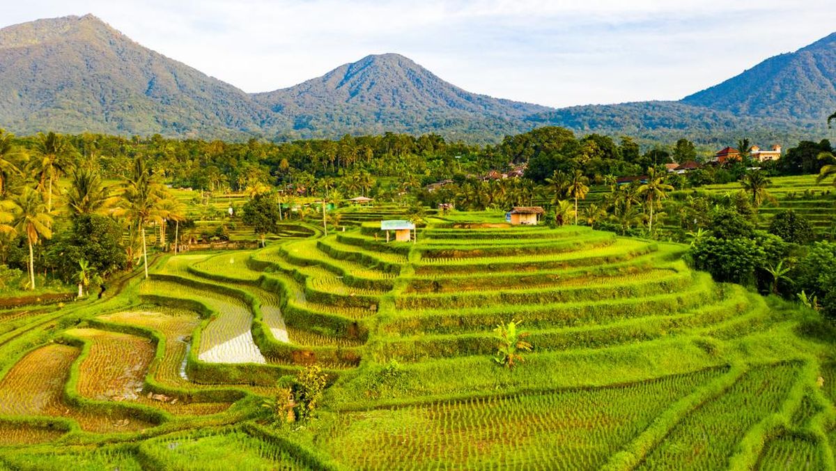 Gerakan Menanam Seribu Pohon: Desa Galakkan Program Penghijauan